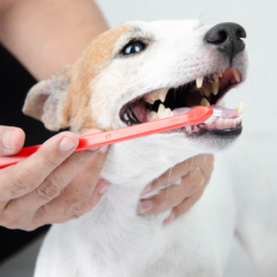 Kutyák fogápolása