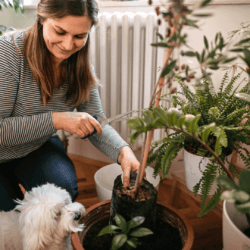 Kutya- és macskabarát szobanövények otthonodba