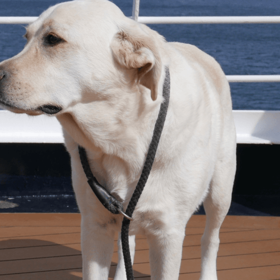 Hajóút kutyával – felvihetem a kutyámat a fedéleztre?