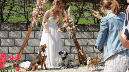 Esküvő kutyával: biztos jó ötlet?