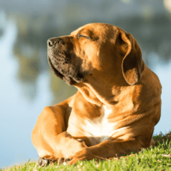 Óvd meg kutyusod a kánukilában is: napégés és tappancs égés veszélyei
