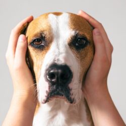 Zajfóbia kezelése kutyáknál: ezekre figyelj augusztus 20-án!