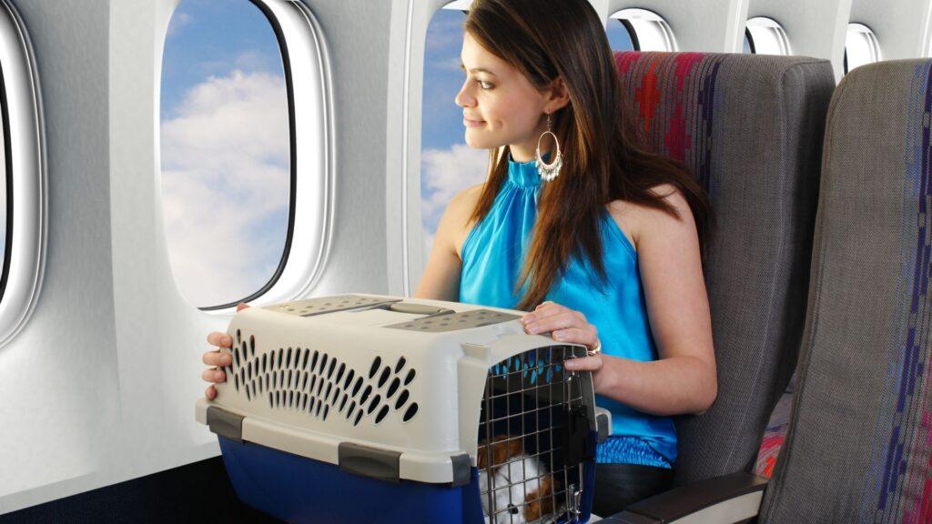 Kutya repülőn