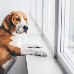 Szeparációs szorongás kutyáknál: tünetek és kezelés