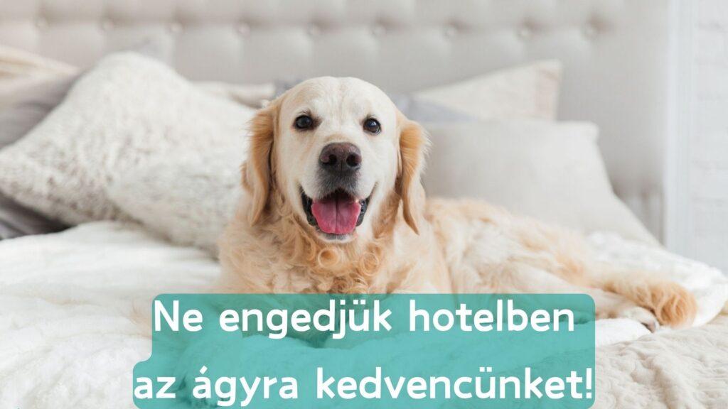 Kutyával hotelban