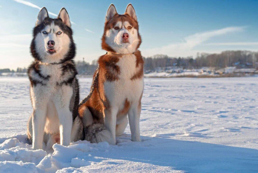 Kutyával télen: 5 tipp és tanács kutyatartóknak